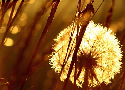 nature, sunlight, dandelions - desktop wallpaper