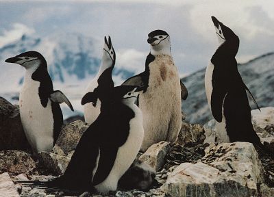 nature, penguins, Chinstrap Penguins - random desktop wallpaper