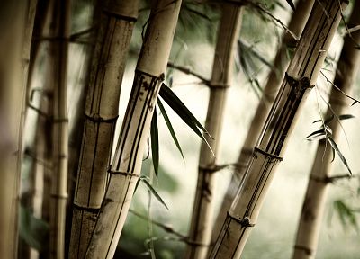 nature, forests, leaves, bamboo, plants - random desktop wallpaper