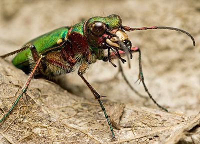 insects, beetles, iridescence - random desktop wallpaper