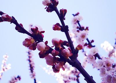 spring, blossoms - desktop wallpaper
