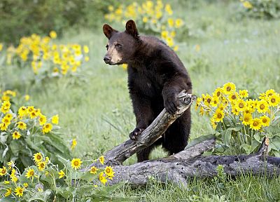 animals, bears, sunflowers, black bear, baby animals - random desktop wallpaper
