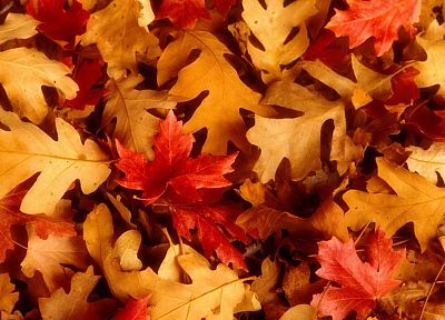 leaves, Utah, oak, fallen leaves - random desktop wallpaper