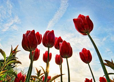 tulips, HDR photography - desktop wallpaper