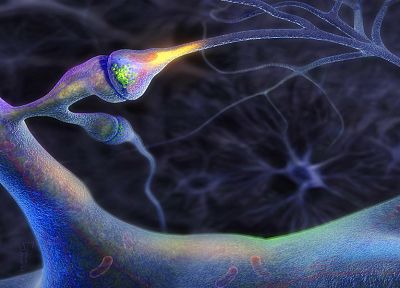 brain, neurons, nerves - random desktop wallpaper