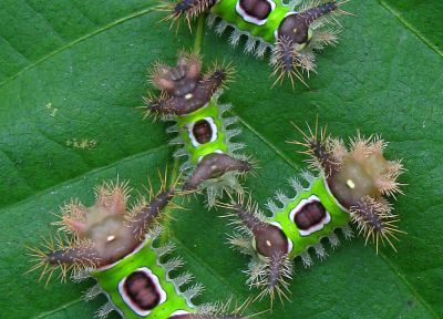 insects, leaves, caterpillars - random desktop wallpaper