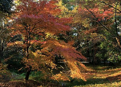 landscapes, autumn, shrine, maple leaf - related desktop wallpaper