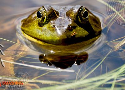 water, frogs, amphibians - desktop wallpaper