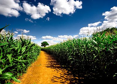 clouds, nature, fields, corn, farms - random desktop wallpaper