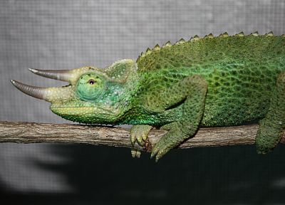 chameleons, horns, reptiles - desktop wallpaper