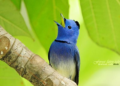 birds, animals, wildlife, Blue Flycatchers - random desktop wallpaper