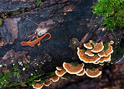 trees, mushrooms, lizards, bark - desktop wallpaper