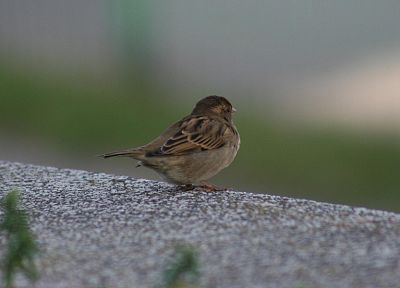 birds, sparrow - random desktop wallpaper