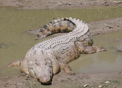 animals, crocodiles, reptiles - related desktop wallpaper