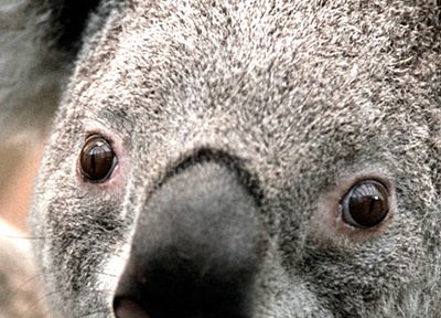 animals, koalas - duplicate desktop wallpaper