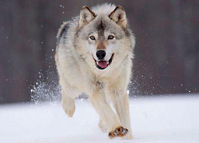snow, animals, Minnesota, wolves - desktop wallpaper