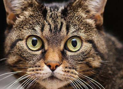 cats, animals, HDR photography - random desktop wallpaper