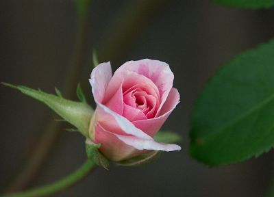 flowers, roses, pink flowers, pink rose - desktop wallpaper