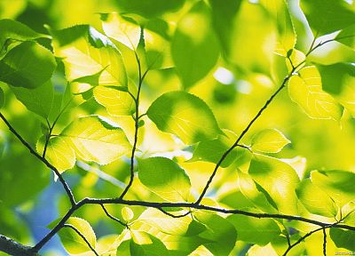 green, nature, leaves, depth of field - duplicate desktop wallpaper