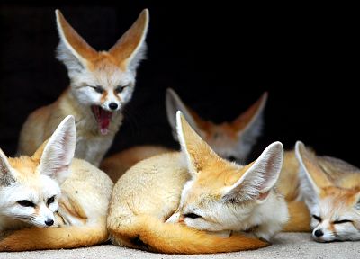 animals, fennec fox - duplicate desktop wallpaper