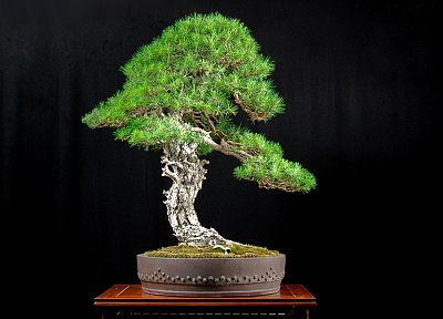 bonsai - desktop wallpaper