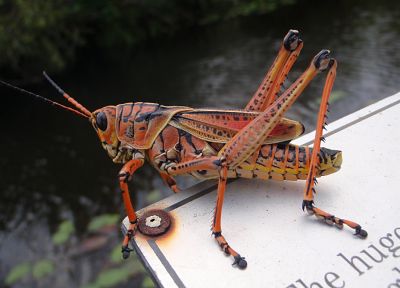 grasshopper - random desktop wallpaper