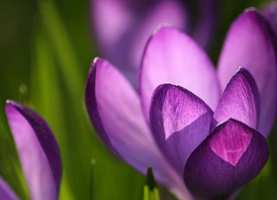 nature, flowers, crocus, purple flowers - desktop wallpaper