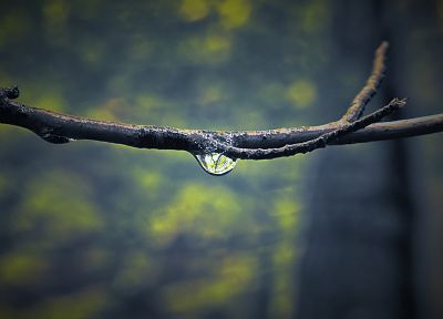 nature, water drops, macro, branches - desktop wallpaper