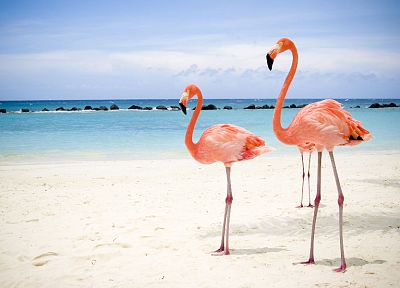 birds, animals, flamingos - desktop wallpaper