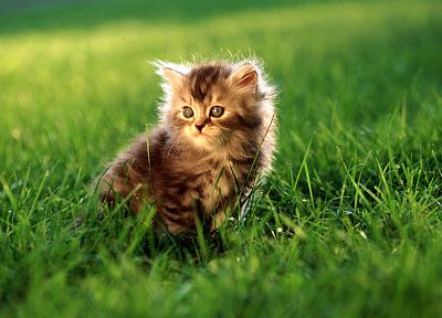 cats, kittens - related desktop wallpaper