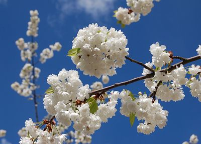 cherry blossoms, flowers, blossoms, white flowers - random desktop wallpaper