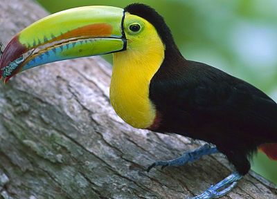 birds, islands, panama, Colorado, toucans - desktop wallpaper
