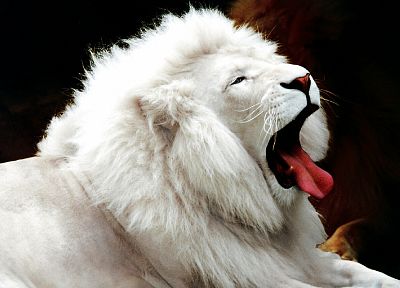 animals, lions, white lions, Leucism - random desktop wallpaper