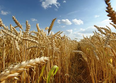 nature, fields, wheat, grain - random desktop wallpaper