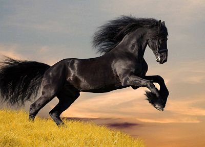 horses, jump, Grassland, cavallo impennato - desktop wallpaper