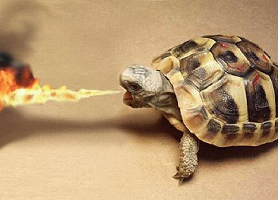 fire, turtles, artwork - random desktop wallpaper