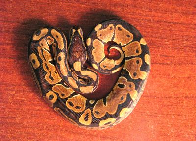 snakes, python - random desktop wallpaper