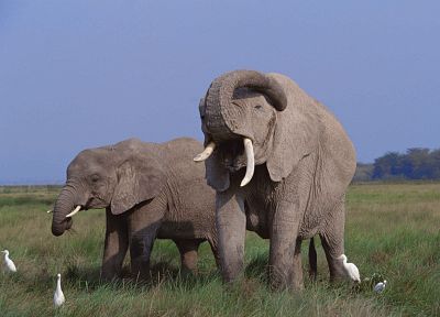 animals, elephants - random desktop wallpaper