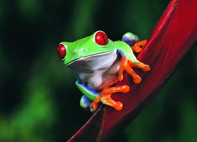 animals, frogs, Red-Eyed Tree Frog, amphibians - random desktop wallpaper