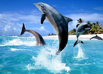dolphins, sea - related desktop wallpaper