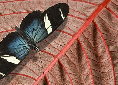 butterflies - related desktop wallpaper