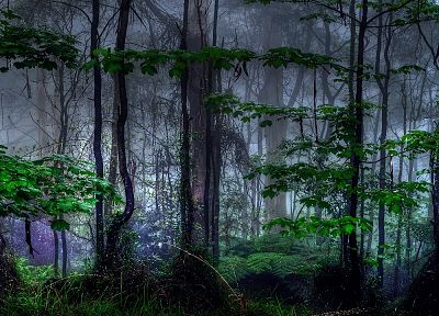 nature, trees, dark, forests, mist - random desktop wallpaper