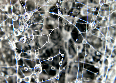 abstract, water drops, macro, spider webs - desktop wallpaper
