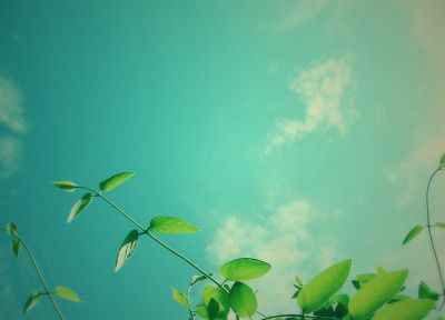 nature, plants, skyscapes - duplicate desktop wallpaper