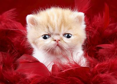 cats, animals, derp, kittens - random desktop wallpaper