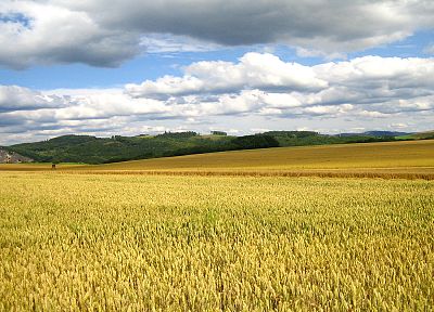 landscapes, nature, wheat, cornfield - random desktop wallpaper