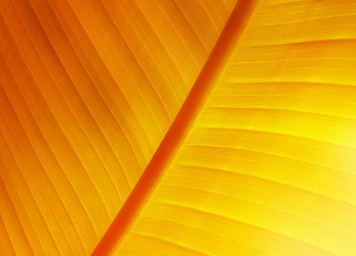 yellow, orange, leaves, NERV - random desktop wallpaper