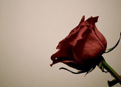 flowers, roses - desktop wallpaper