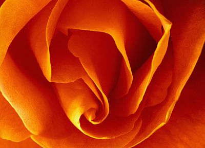 flowers, orange, macro, roses, orange flowers - desktop wallpaper