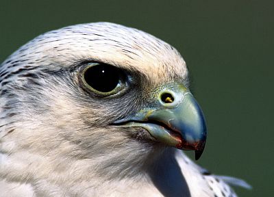 birds, hawks - related desktop wallpaper